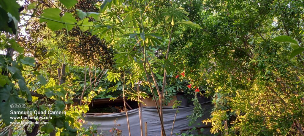 Le même arbre de grenadier est en fleur