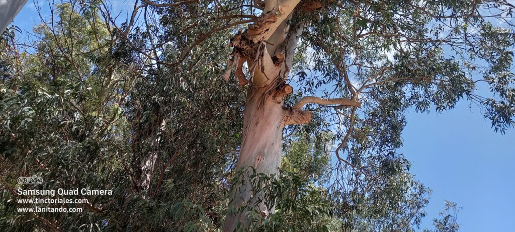 Eucaliptus dans un parc de Necochea, Argentine