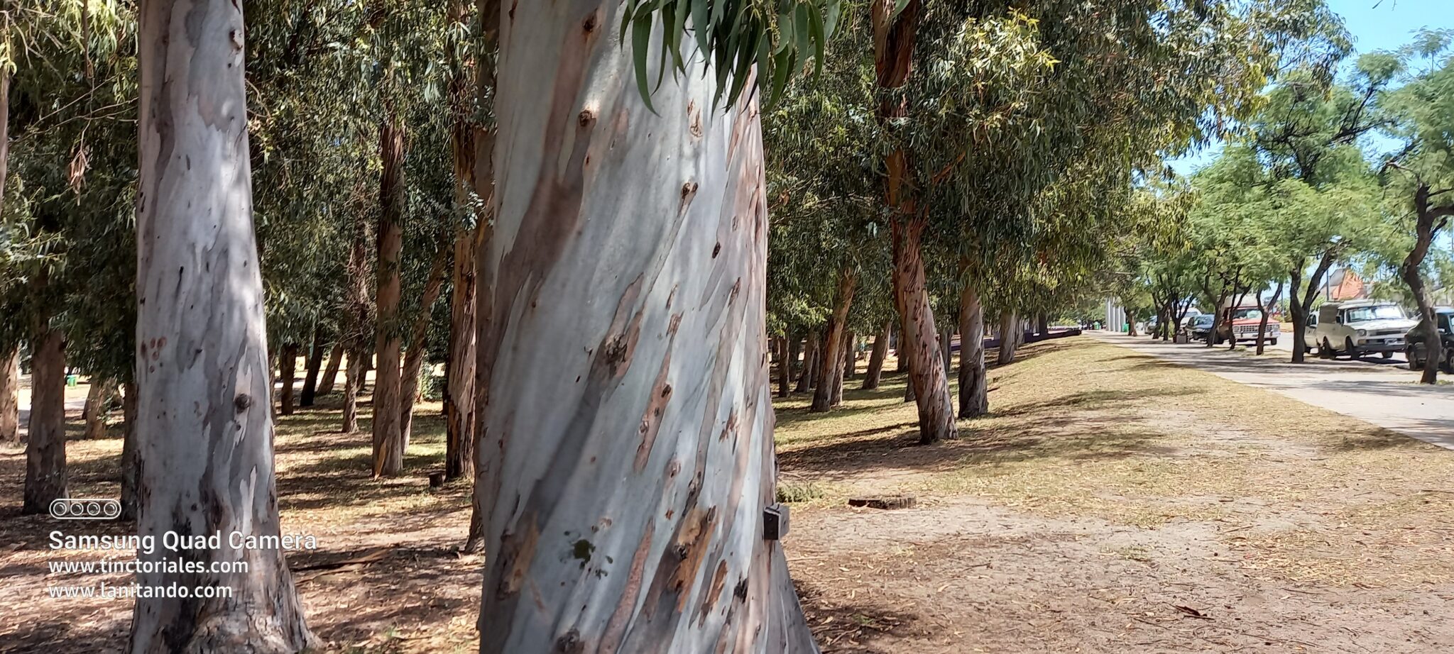 Grand parc peuplé essentiellement d'eucaliptus