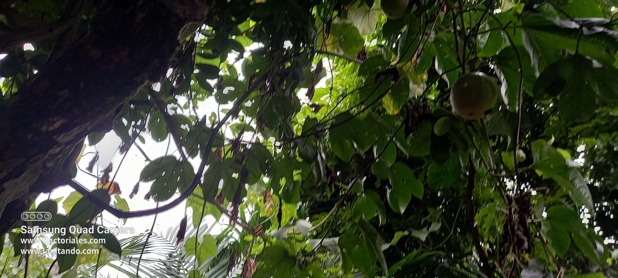Fruits de la passion en abondance, la liane grimpe sur un arbre