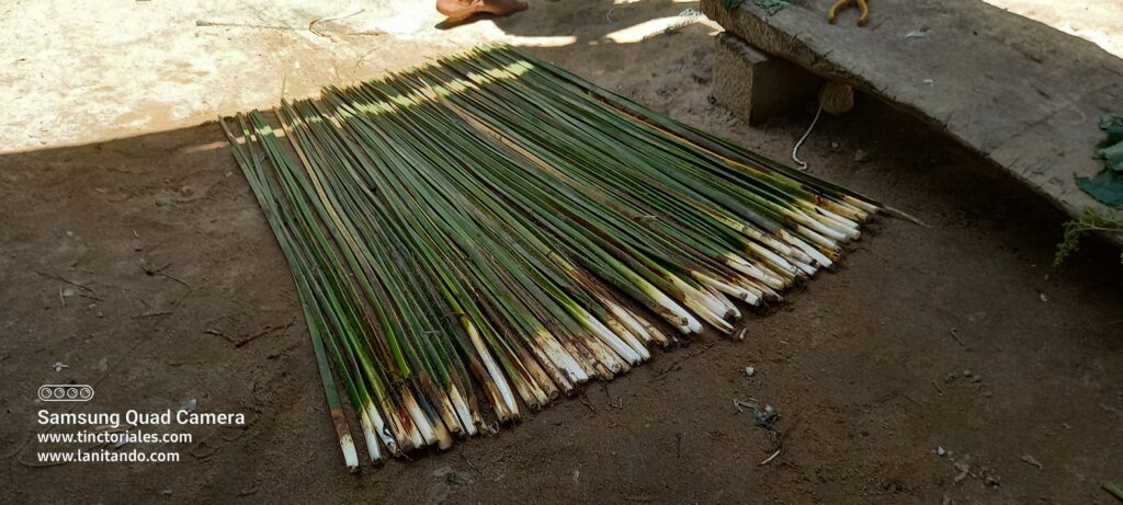 Tiges de taboa, sorte de jonc local