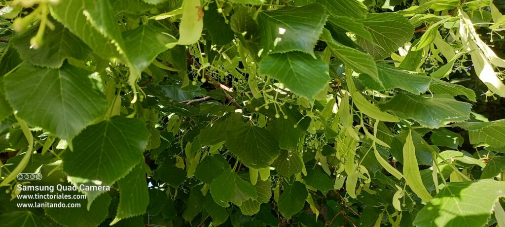 Tilleul chez mon ami Gérard à Chatenoy, quel arbre !