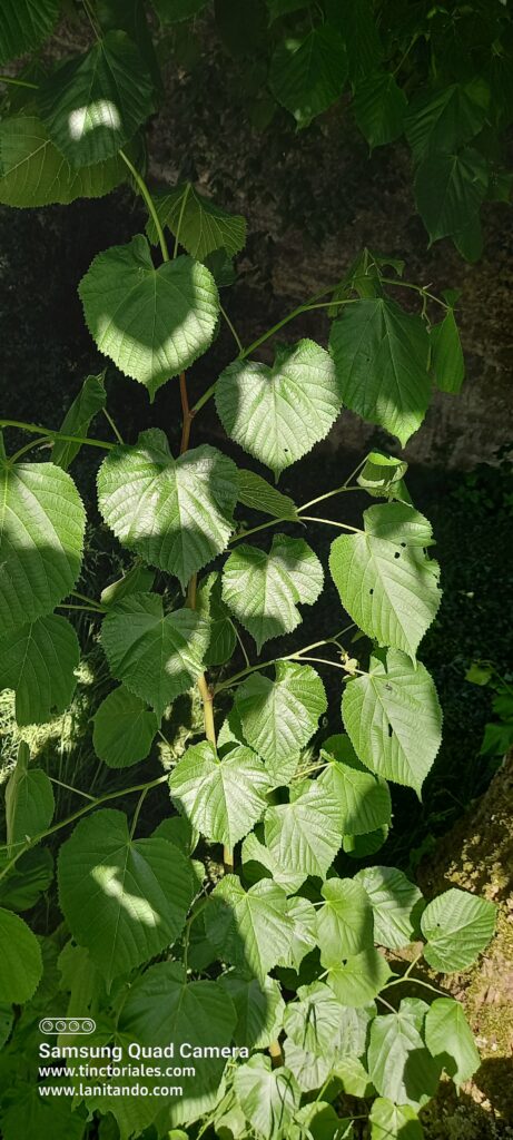Jeune gourmand de tilleul