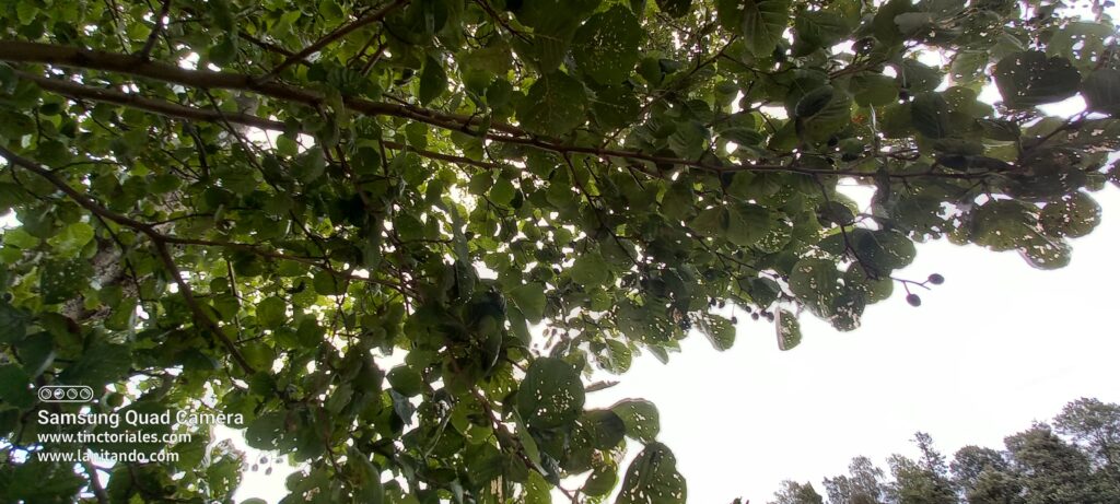 Aulne à Birka, arbre à teinture