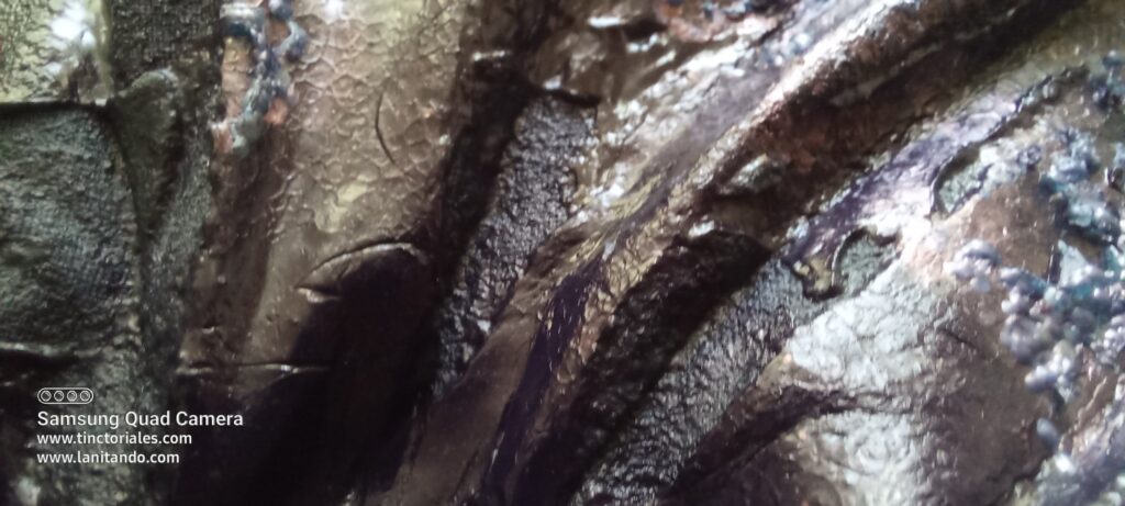 Extrait d'indigo à partir de persicaria tinctoria, cultivé en Bretagne, lors du cours de Michel Garcia arbre