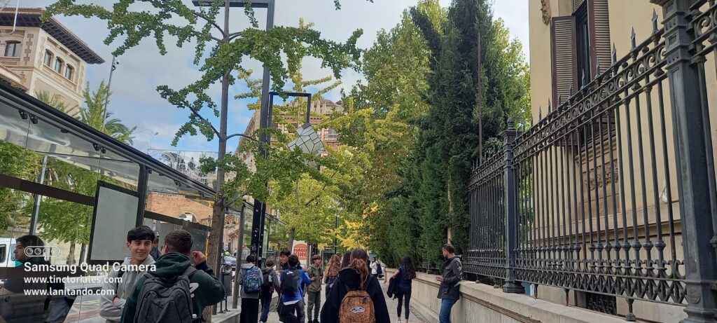 Le Gingko biloba, arbre des avenues de Grenade