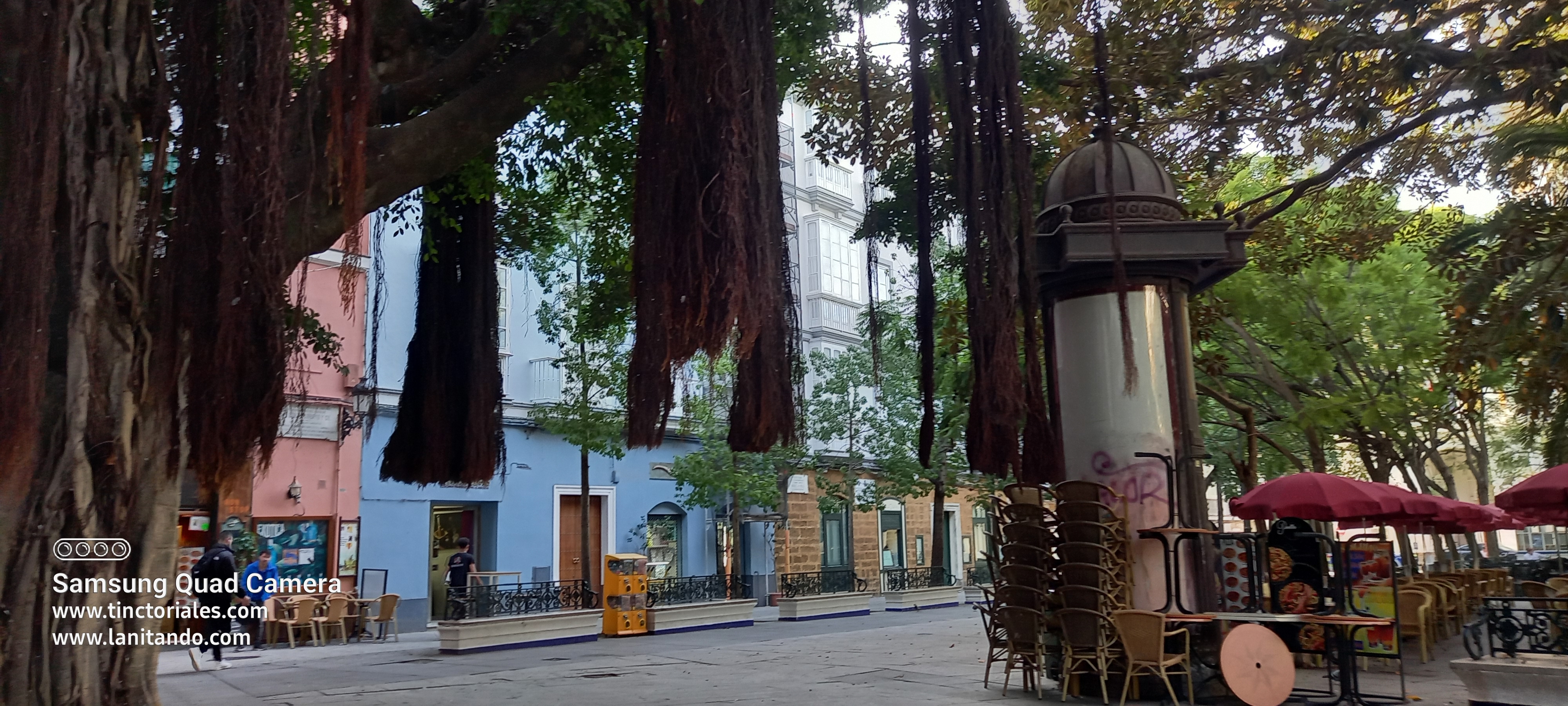 À Cadix, les racines de cet arbre ont été taillées