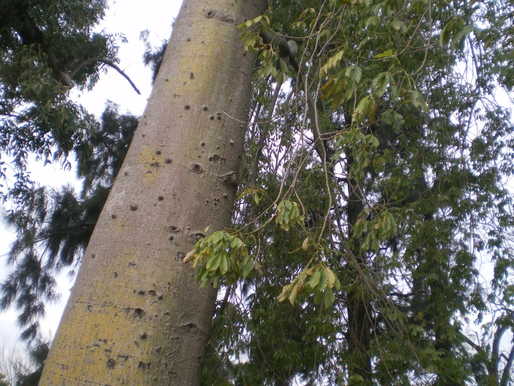 Les épines sur le tronc de ce bel arbre