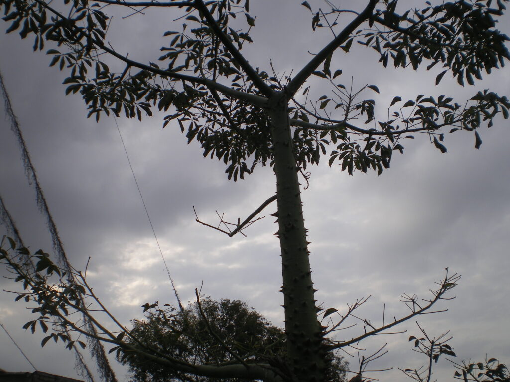 Les épines sur le tronc de ce bel arbre