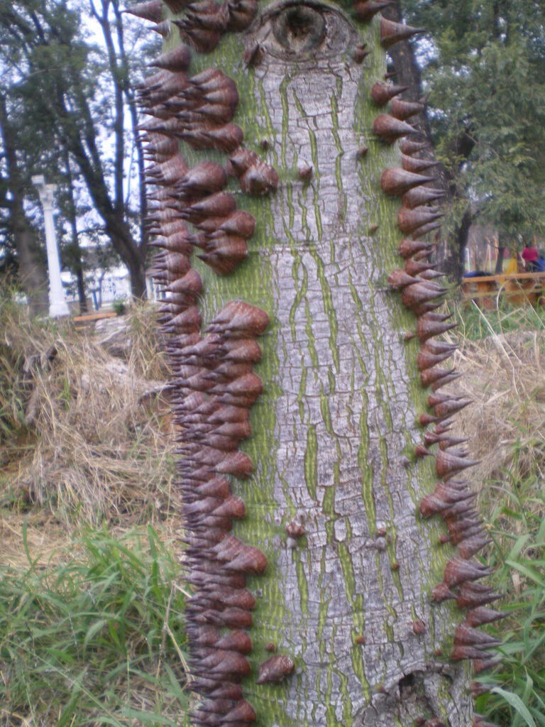Les épines sur le tronc de ce bel arbre