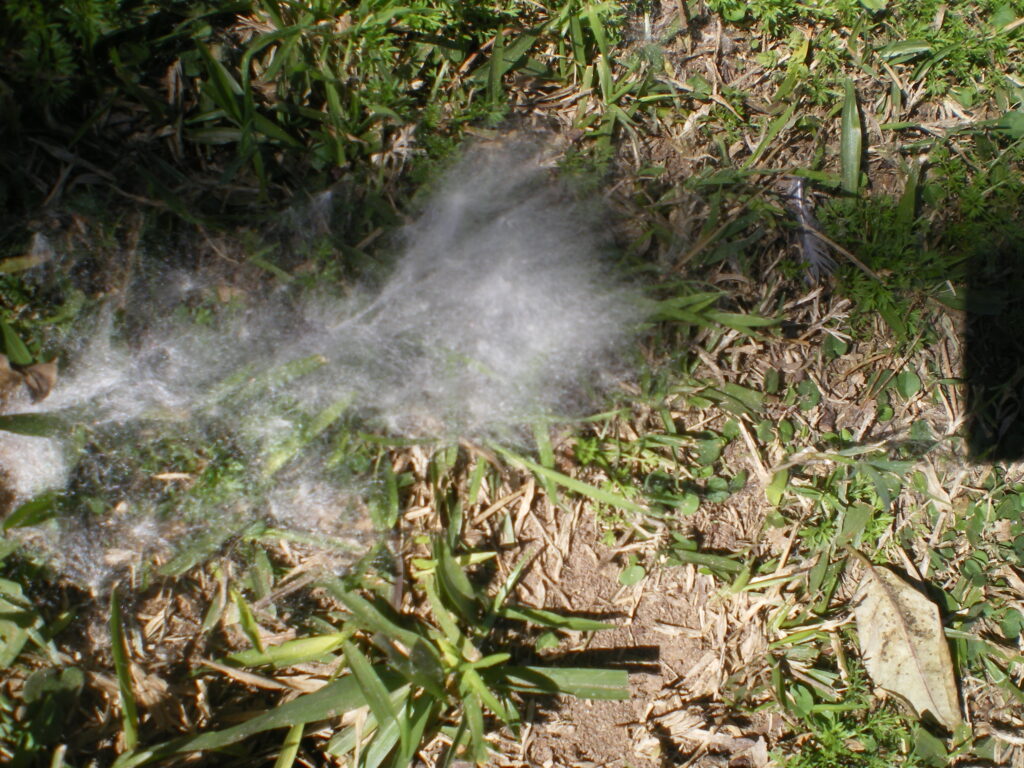 Cet arbre nous donne de jolies fibres 