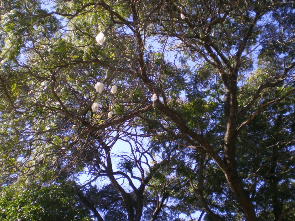 Les fruits de cet arbre sont mûrs