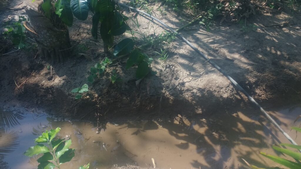 Une autre partie de la spirale en eaux, la rivière amène ses limons pour les arbres et les autres cultures...