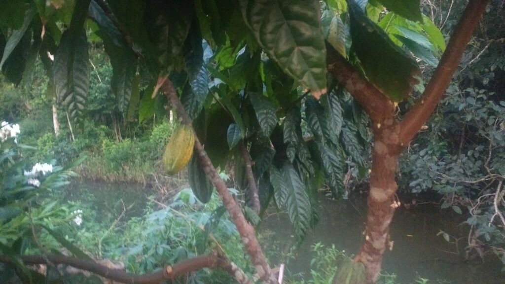 Arbre de cacaoyer en fruit et aussi en fleurs