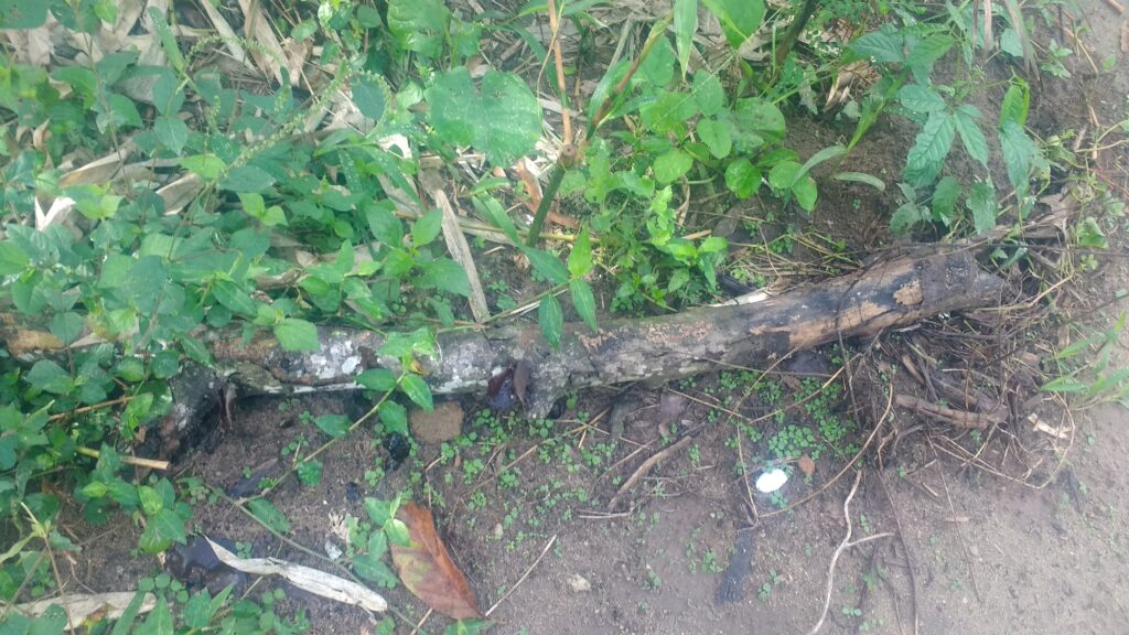 Même sous un arbre, dans ces conditions tout prend racine