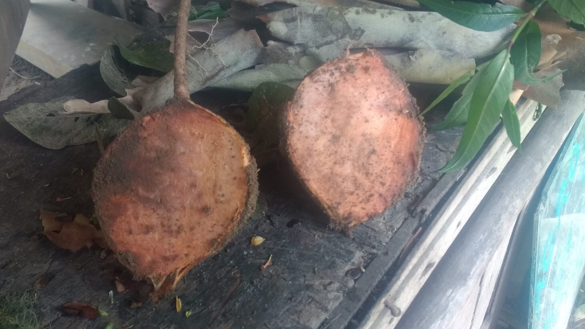 Cette patate douce non comestible, mais médicinale pousse aussi sous les arbres