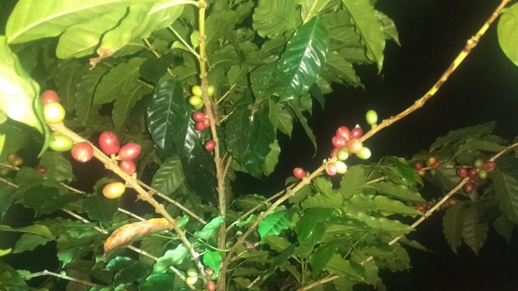 Ce caféier apprécie l'ombre d'autres arbres, sous lui peut encore pousser un ananas ou des patates douces...