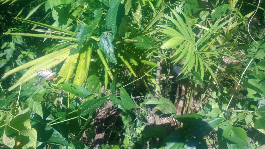 C'est un paradis pour les papillons, les oiseaux et les grenouilles