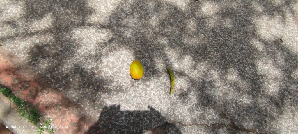 Mangue au sol, de quel arbre vient-elle?