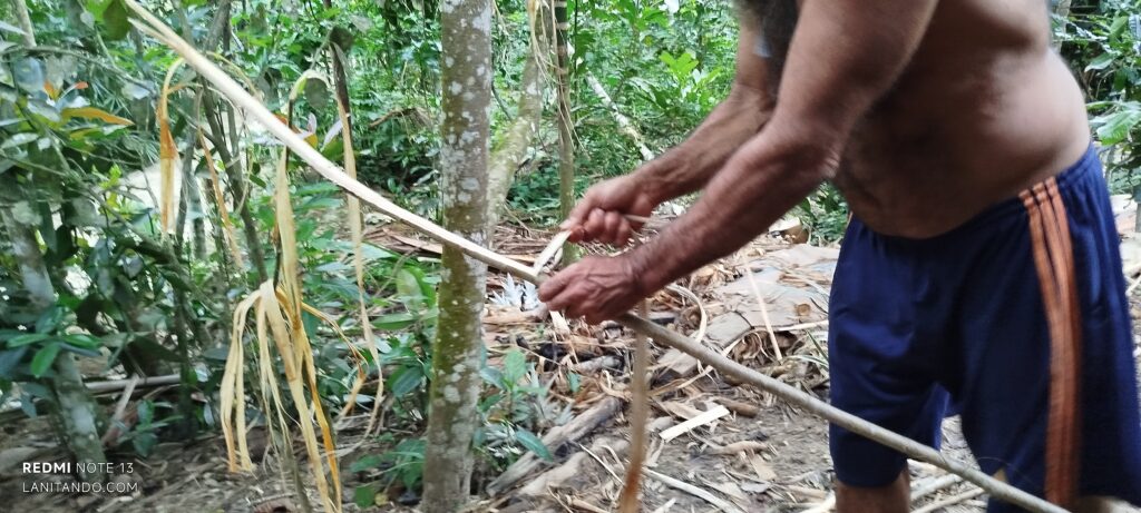 Récupération du liber arbre