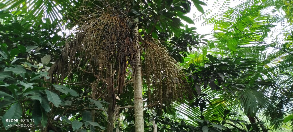 Arbre de juçara chargé de fruits