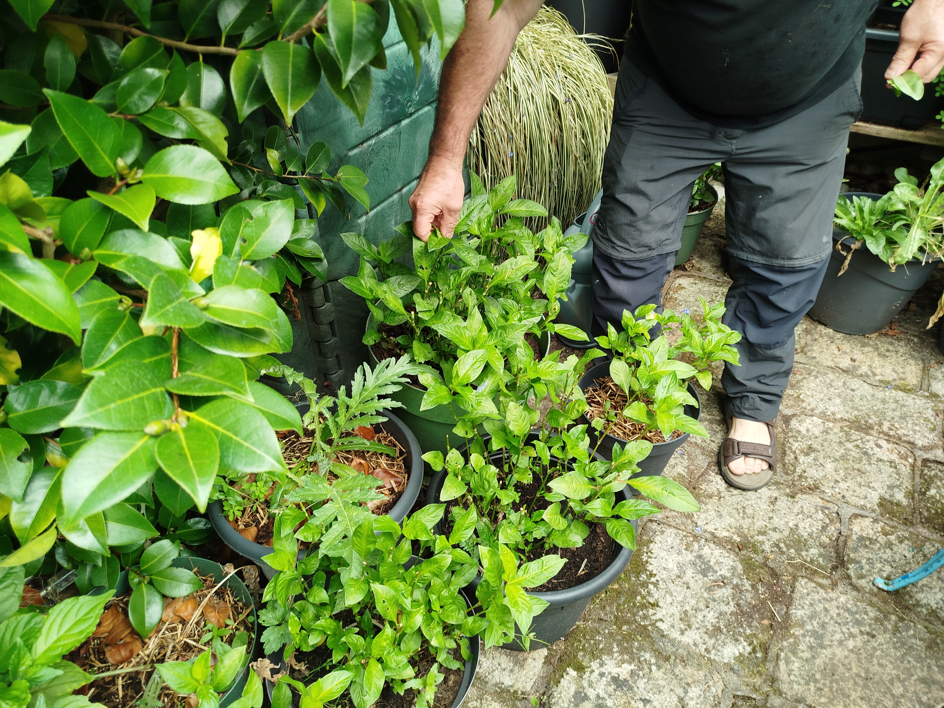 Strobilanthes, autre plante à indigo, présente notamment à Taiwan