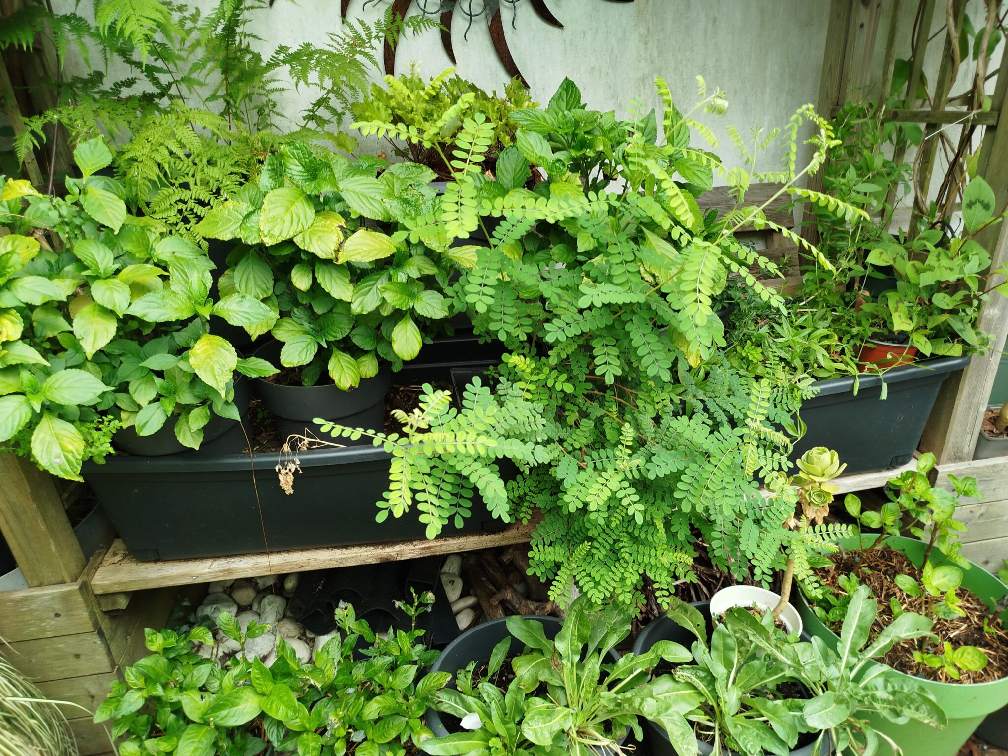 Variété d'arbre à indigo dans le jardin de Michel Garcia arbre