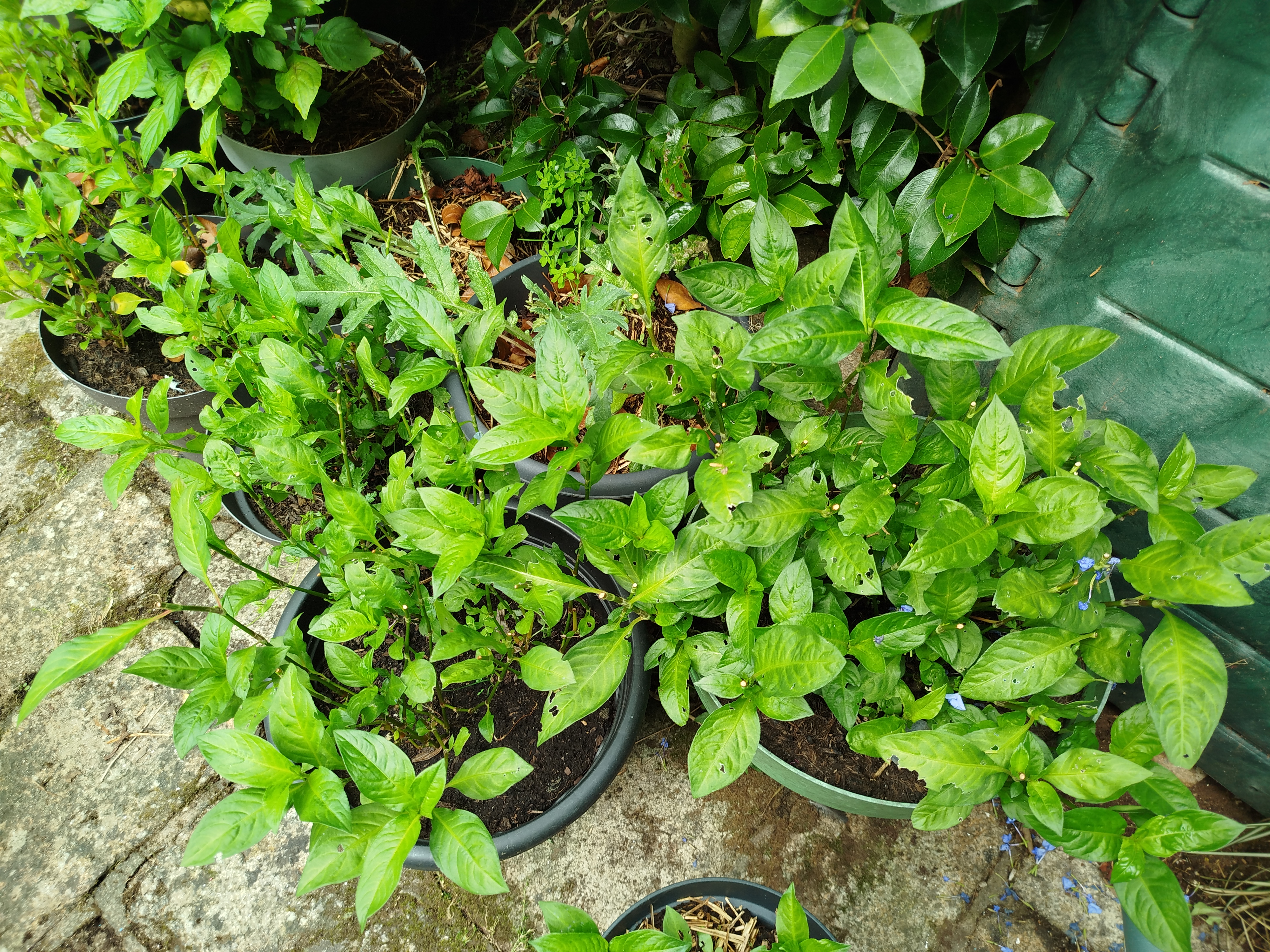 Persicaria tinctoria, plante à indigo bien acclimaté en Europe arbre