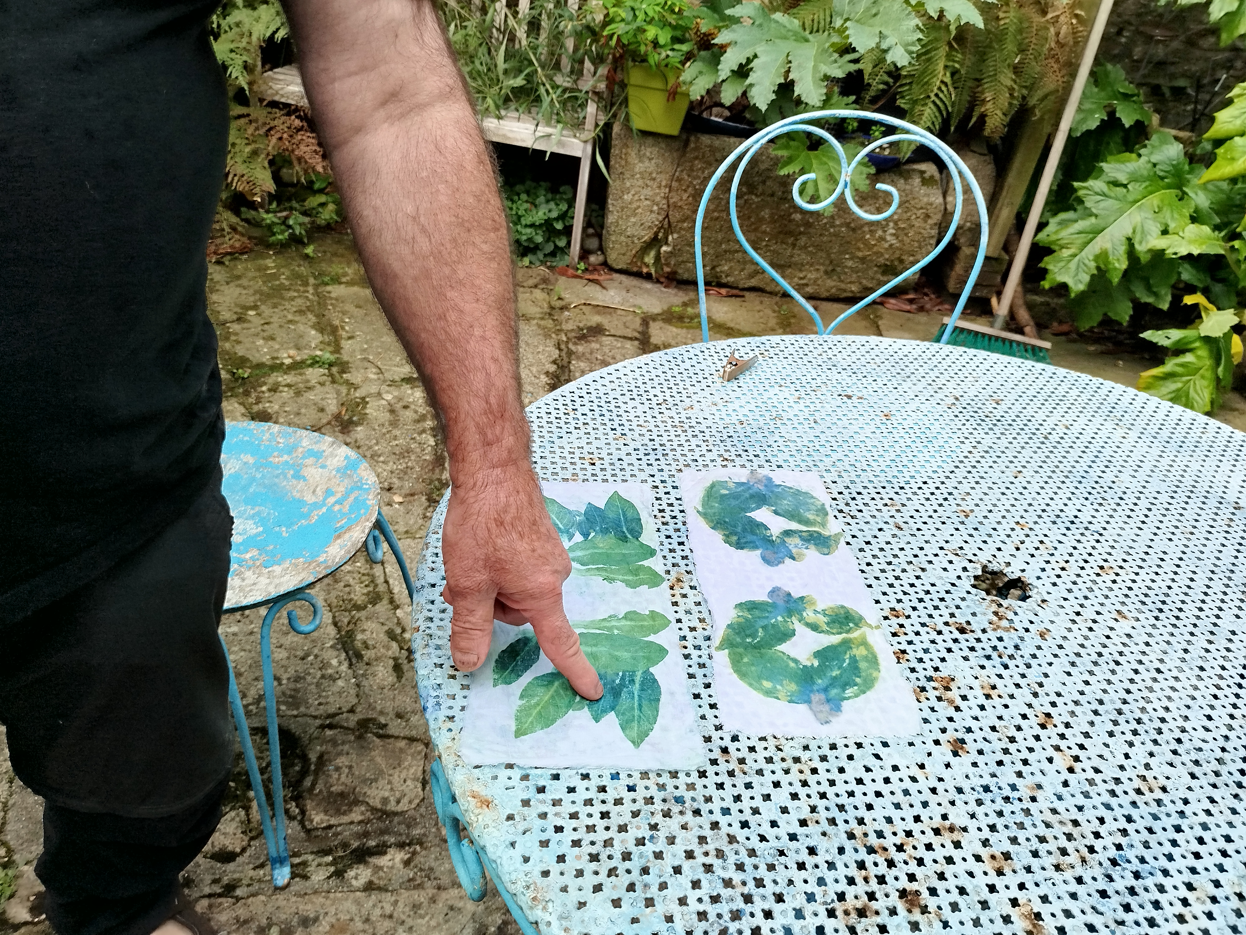 Mise en évidence de l'ndigo, ici avec des feuilles de Strobilanthes