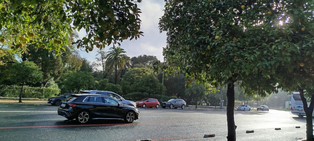 Zone verte de Séville, un arbre se fait remarquer: l'oranger