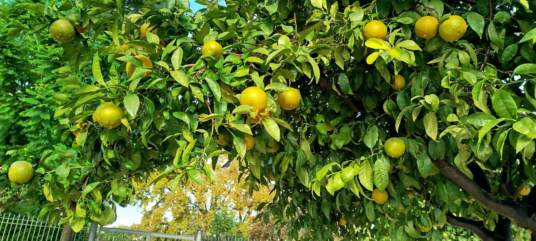 Oranges dans leur arbre