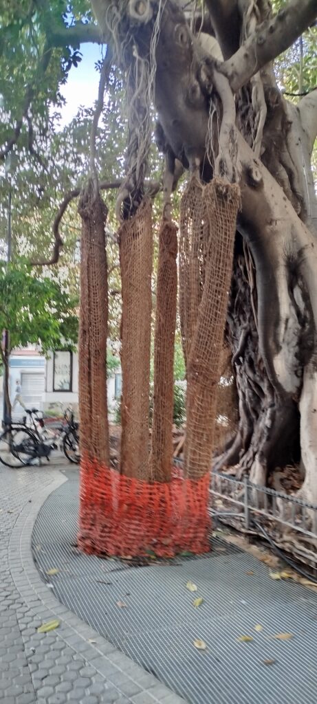 Ici, les racines de cet arbre sont protégées