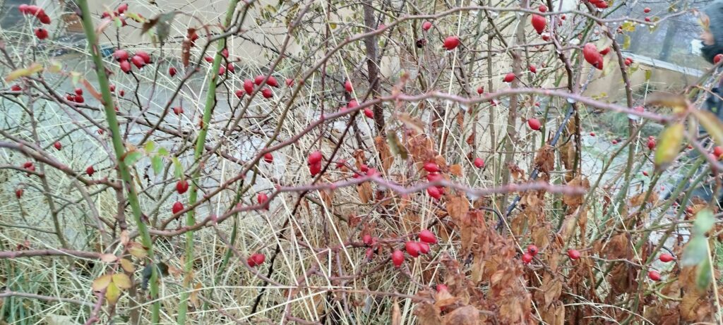 Buisson de cynorodhon