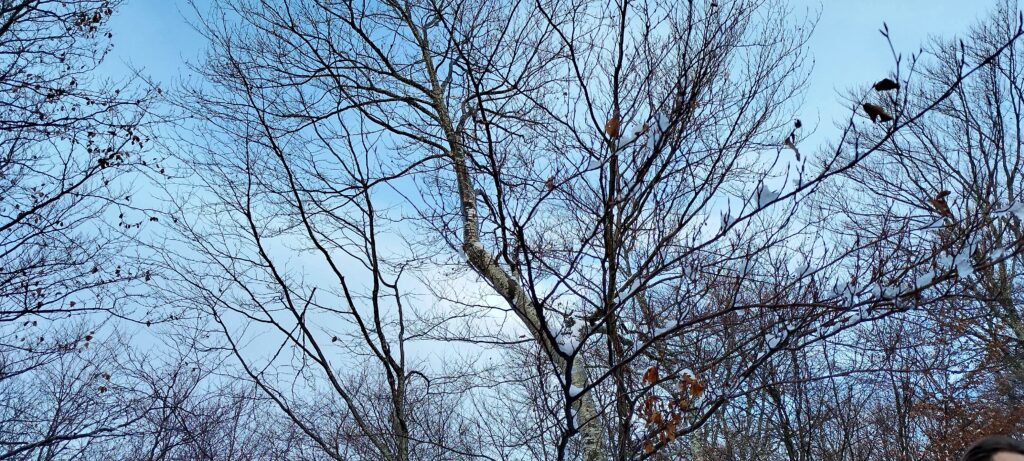 Hètre, en décembre, après chûte de neige nocturne arbre