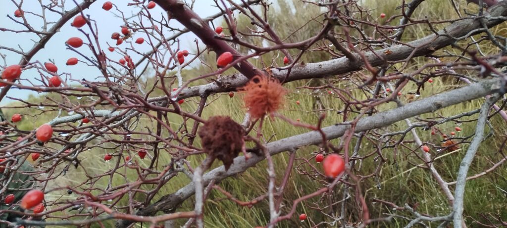  Cynorrhodon avec de curieuses excroissances dues à une piqure de guëpe