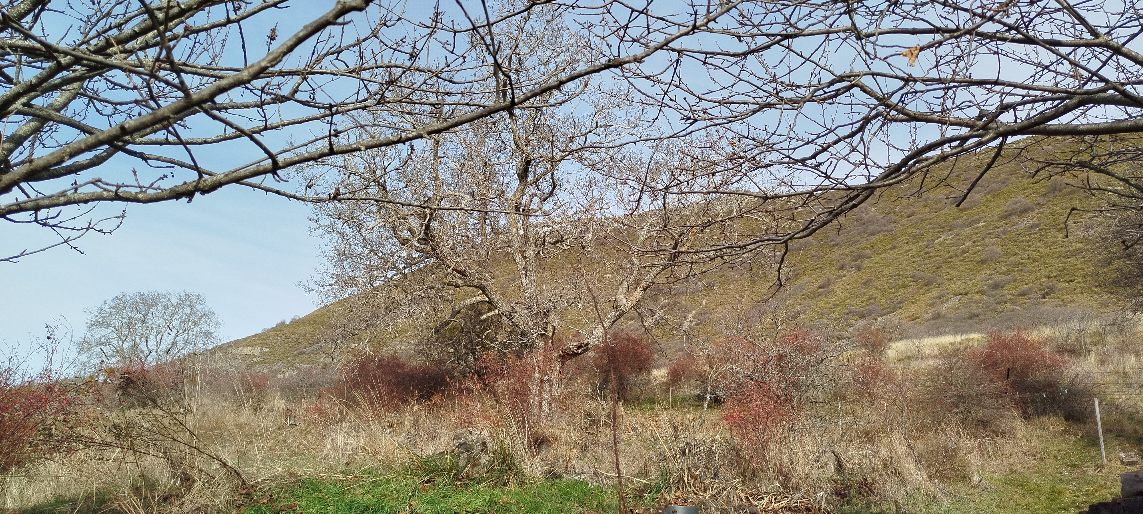 Encore un noyer arbre