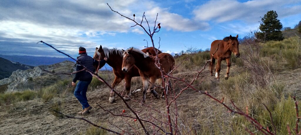 Les chevaux libres arbre