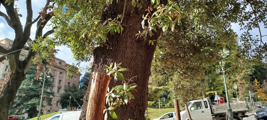 Entre les arbres, vue du haut de la colinne