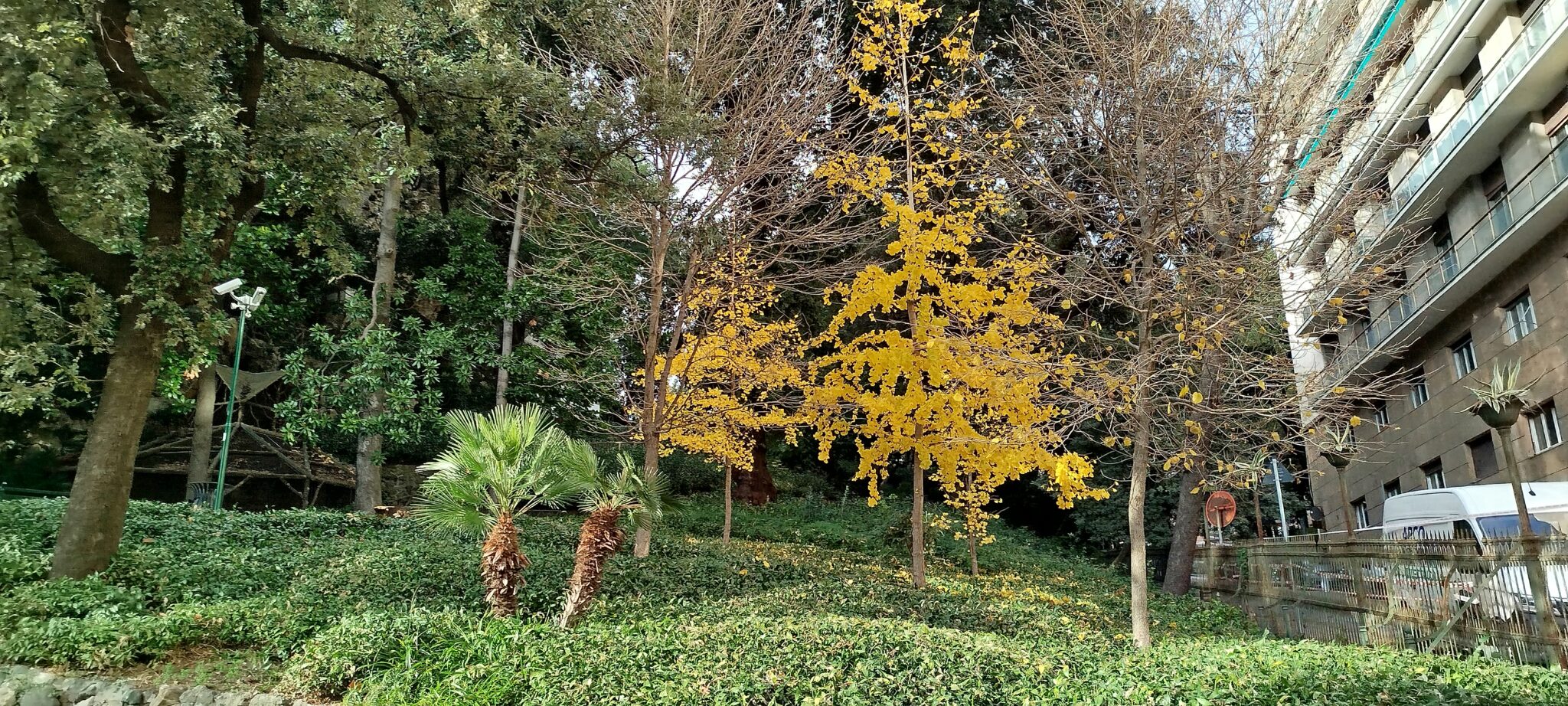 Encore un Gingko biloba qui ressort sur le fond des autres arbre