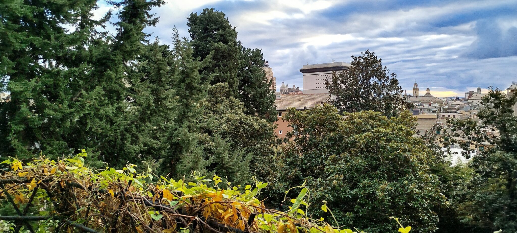 Entre les arbres, vue du haut de la colinne