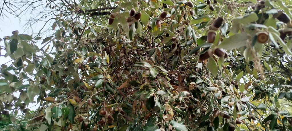 Chêne de Gènes avec ses glands arbre