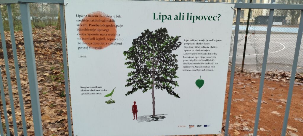 Le tilleul, description d'un arbre à Ljubljana, Slovénie