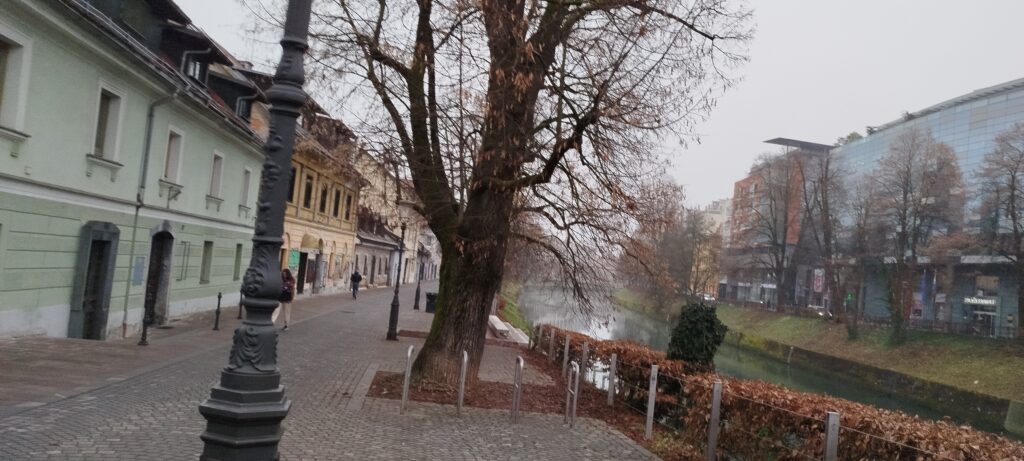 Les tilleuls au bord de la Ljubljanica
