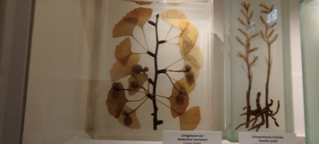 Branche de Gingko biloba avec ses fruits, Musée Naturel Historique de Vienne, Autriche