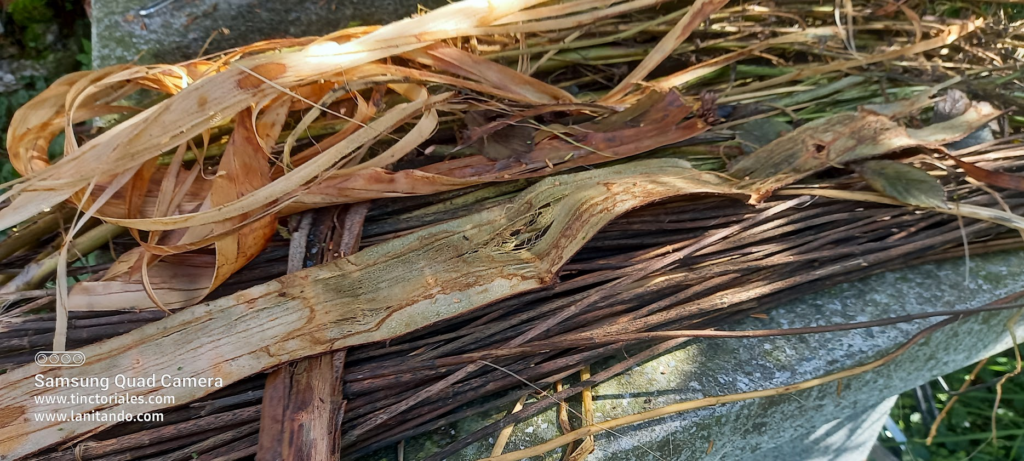 Liber de tilleul et tiges d'eupatoires après rouissage arbre