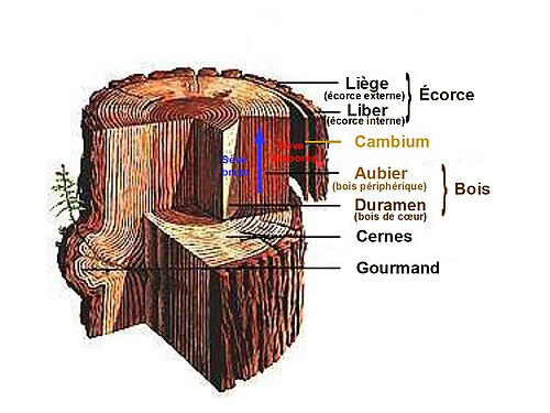 Anatomie d'un tronc d'un arbre selon Wikipedia