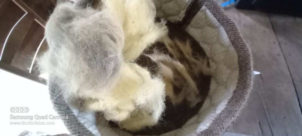 Poils de chats et laine