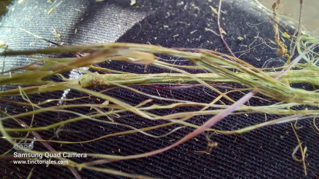Fibres d'orties fraîches