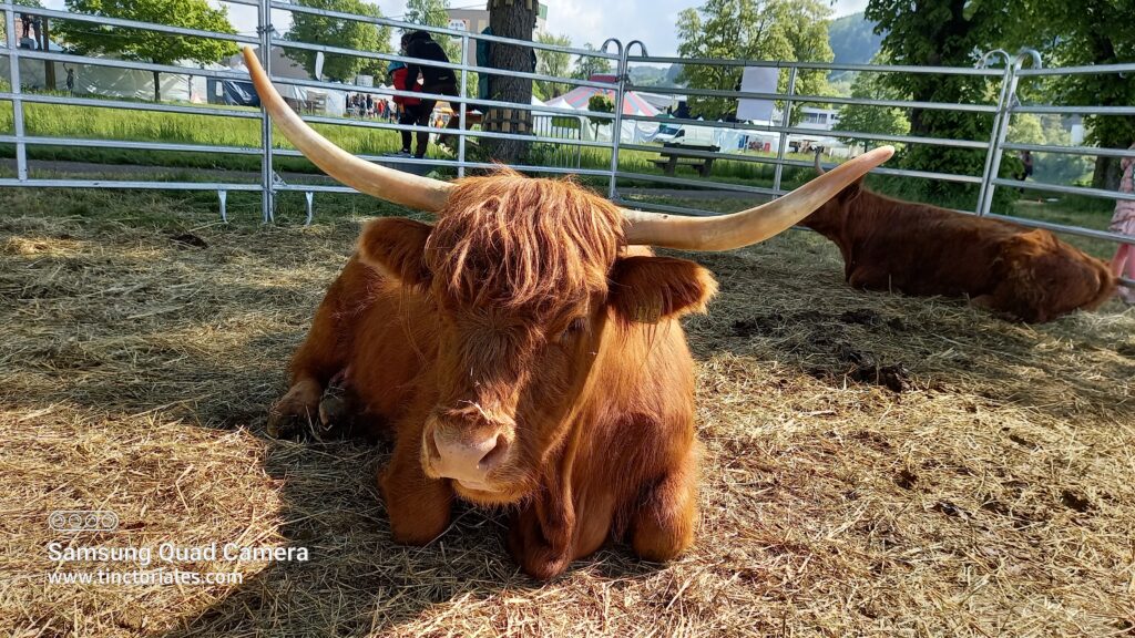 Vaches des Highlands